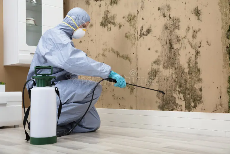Best Pest Control Services in Rawalpindi – 100% Safe, Fast & Affordable